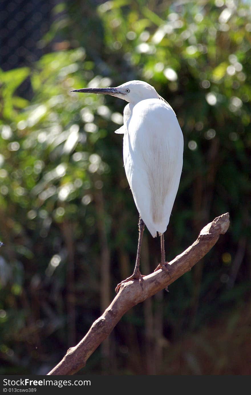 Little Egret Looking to the Left.