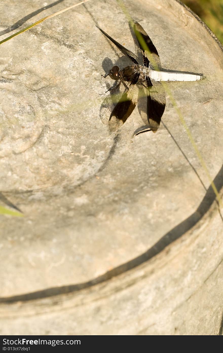 Dragonfly on a bucket