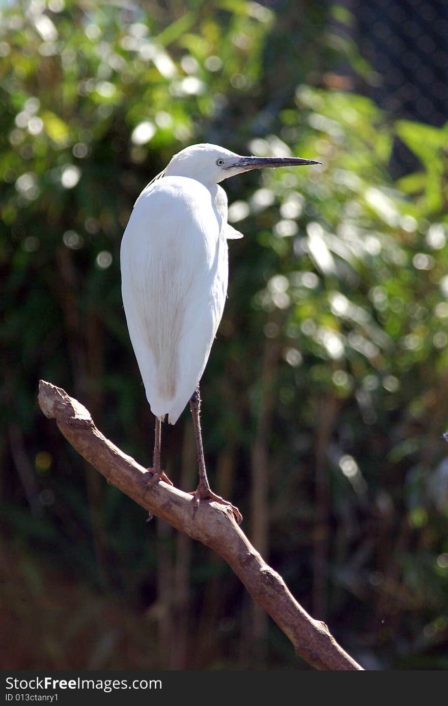 Little Egret looking Right.