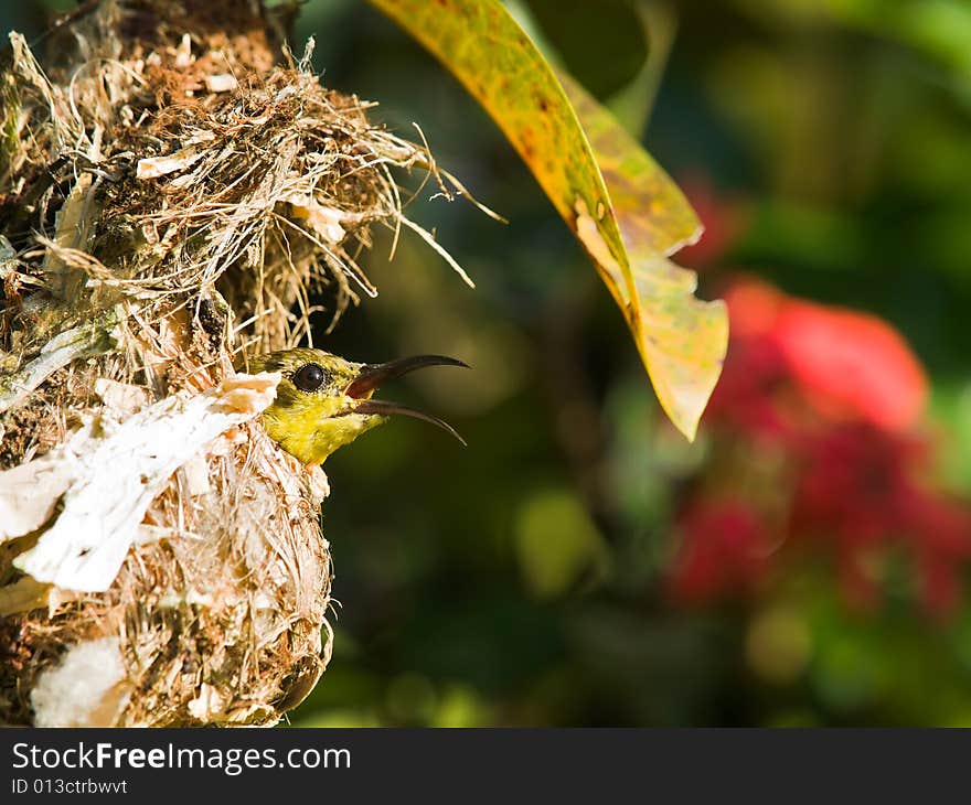 Female sunbird sitting in her nest in an ixora bush. Female sunbird sitting in her nest in an ixora bush