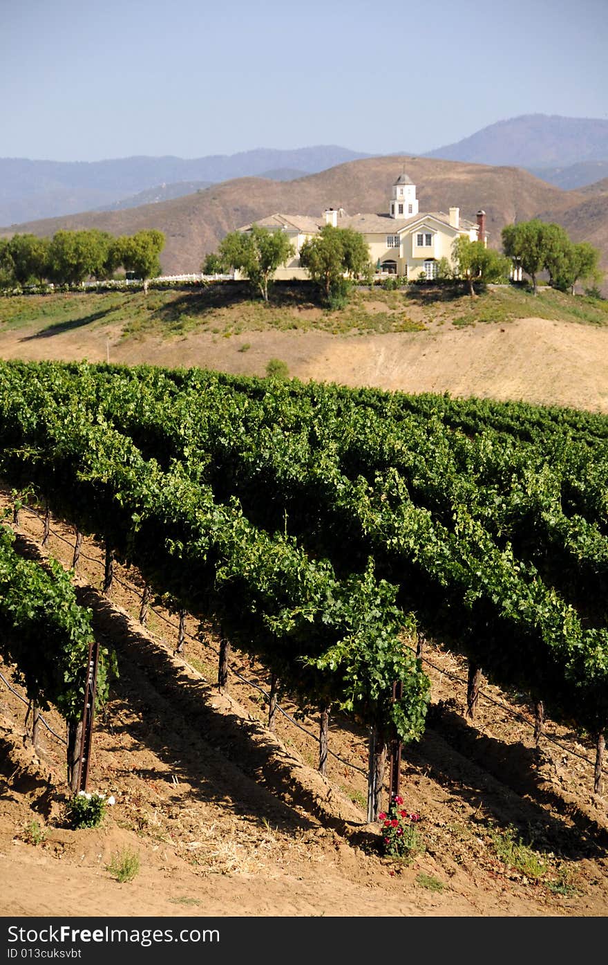 Rolling hills of a vineyard in southern california