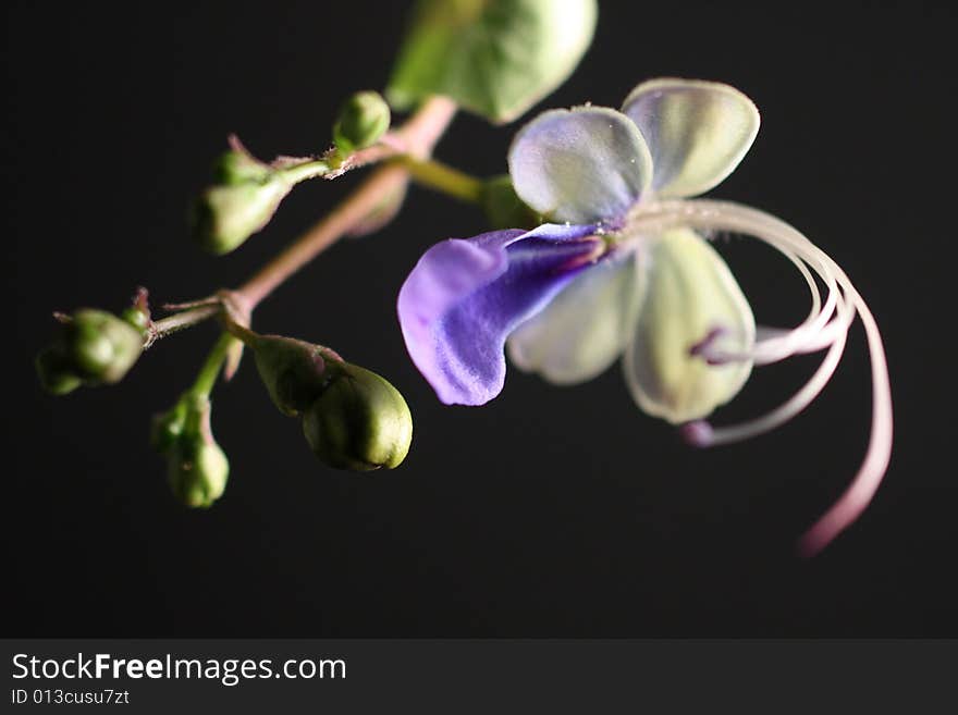 Flower and Buds