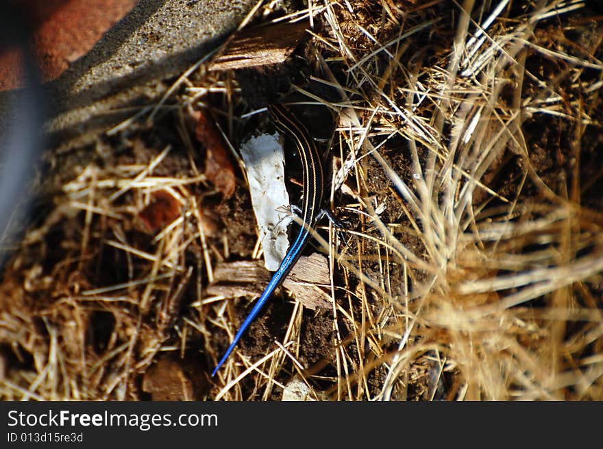 Blue-tailed skink