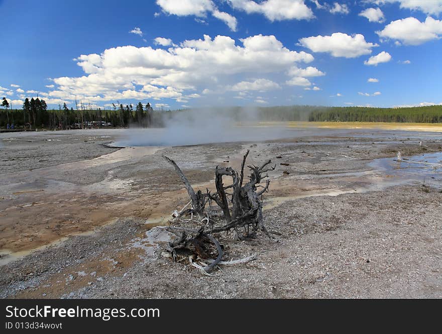 The scenery of Lower Geyser Basin in Yellowstone National Park