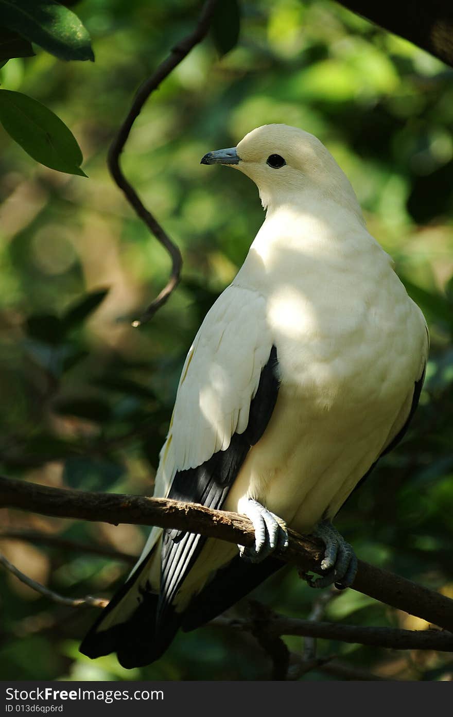 White Pidgeon