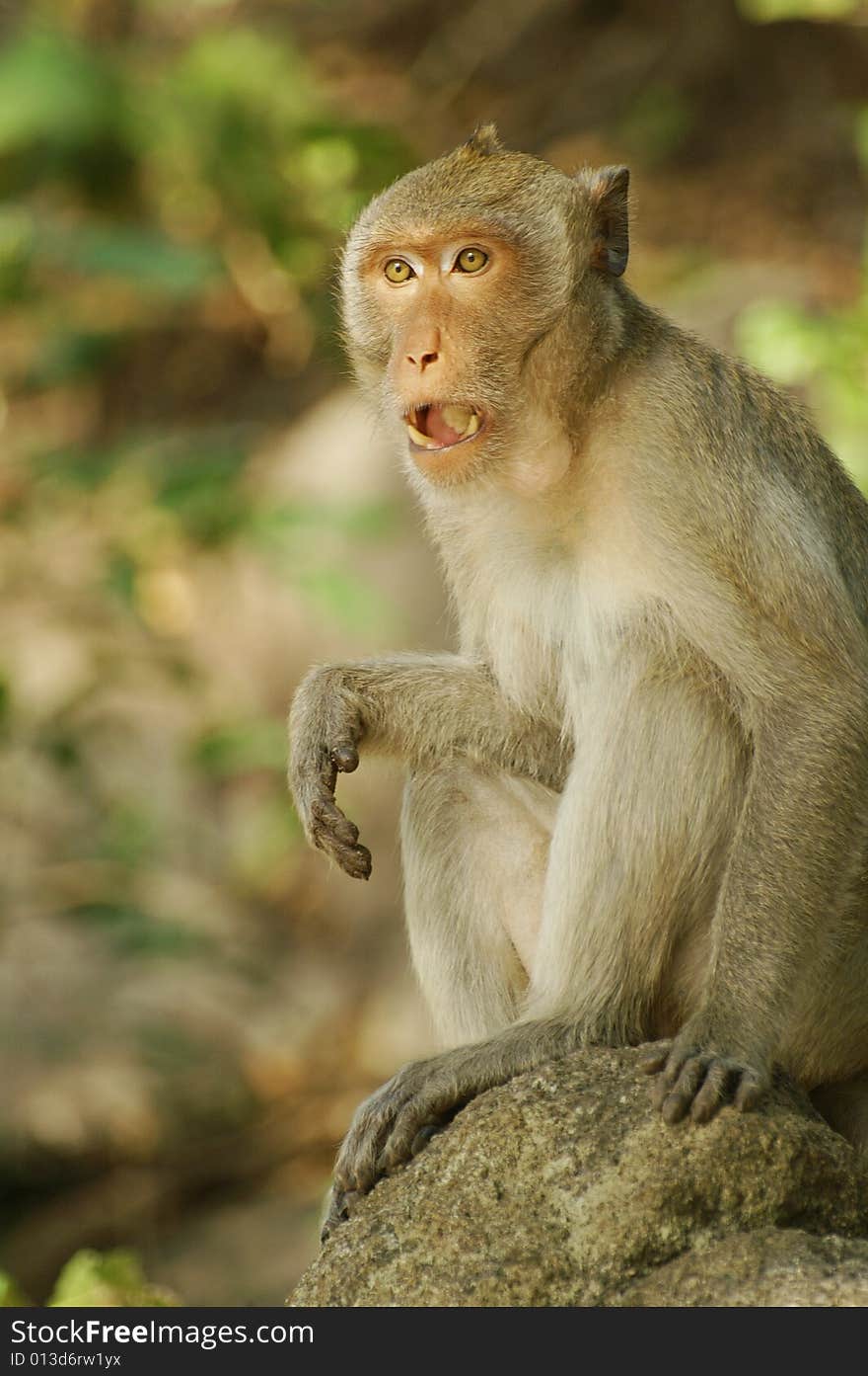 A Monkey in Khow Keaw open zoo. A Monkey in Khow Keaw open zoo.