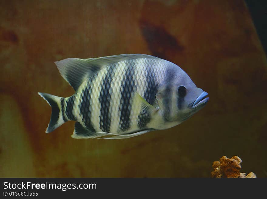 Big tropical fish in aquarium (close-up photo)