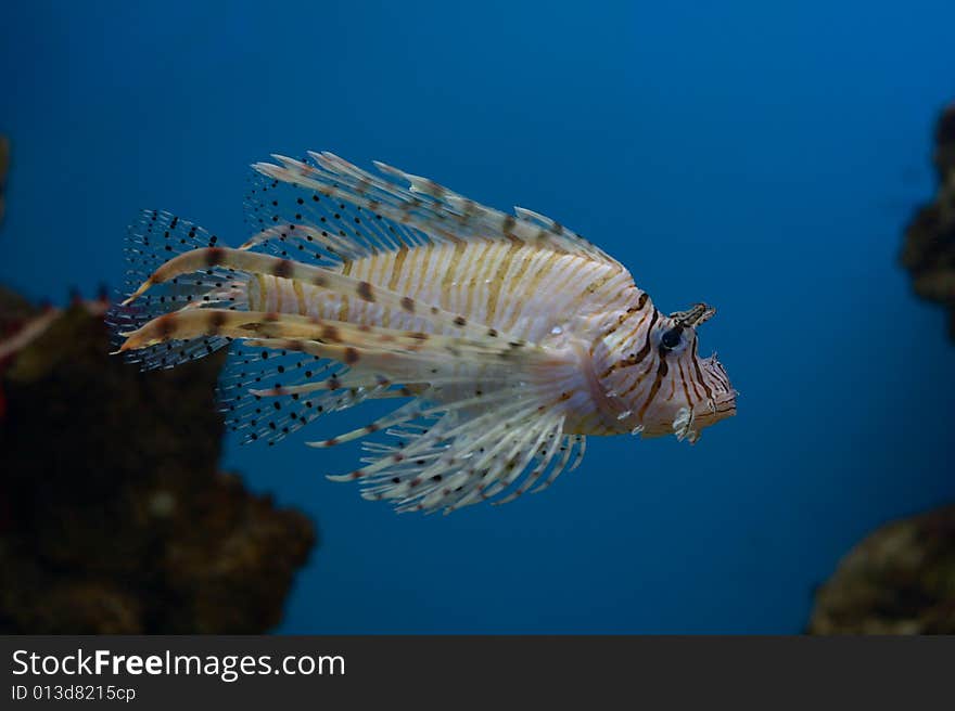 Lionfish On Blue Background