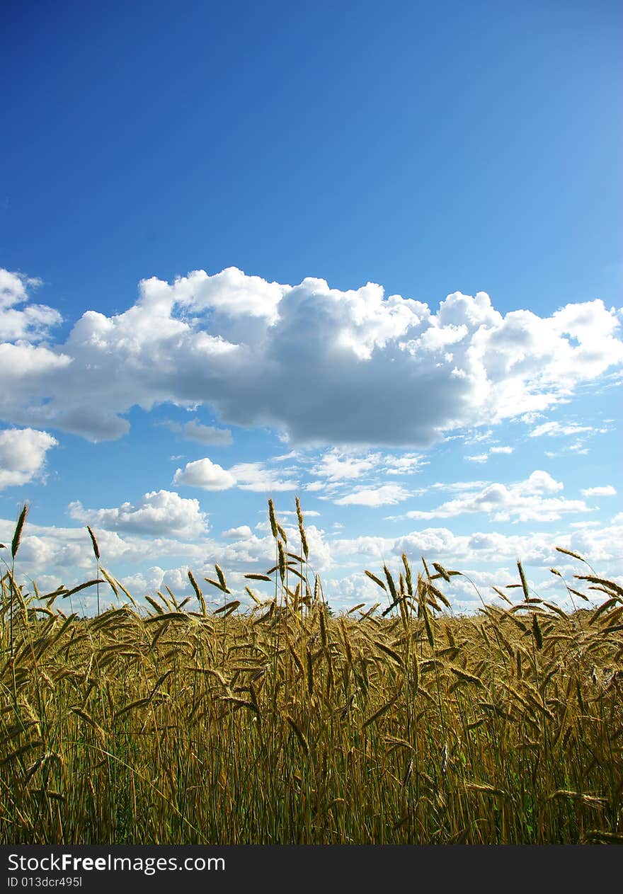 Wheats  Field