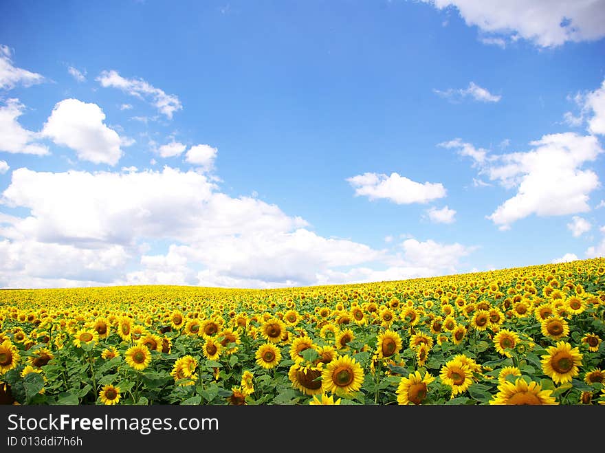 Sunflower field