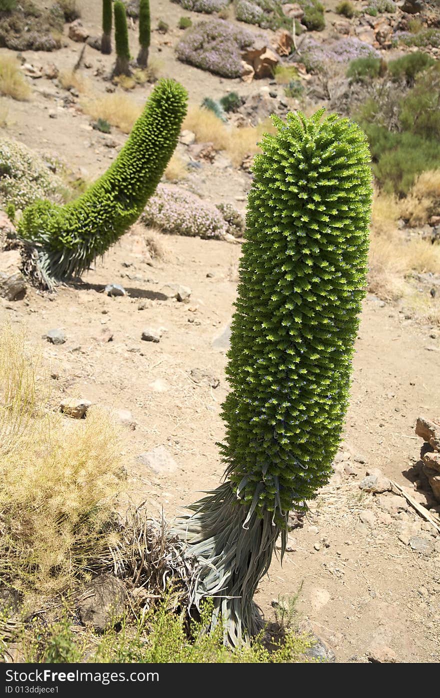 Rare Plant