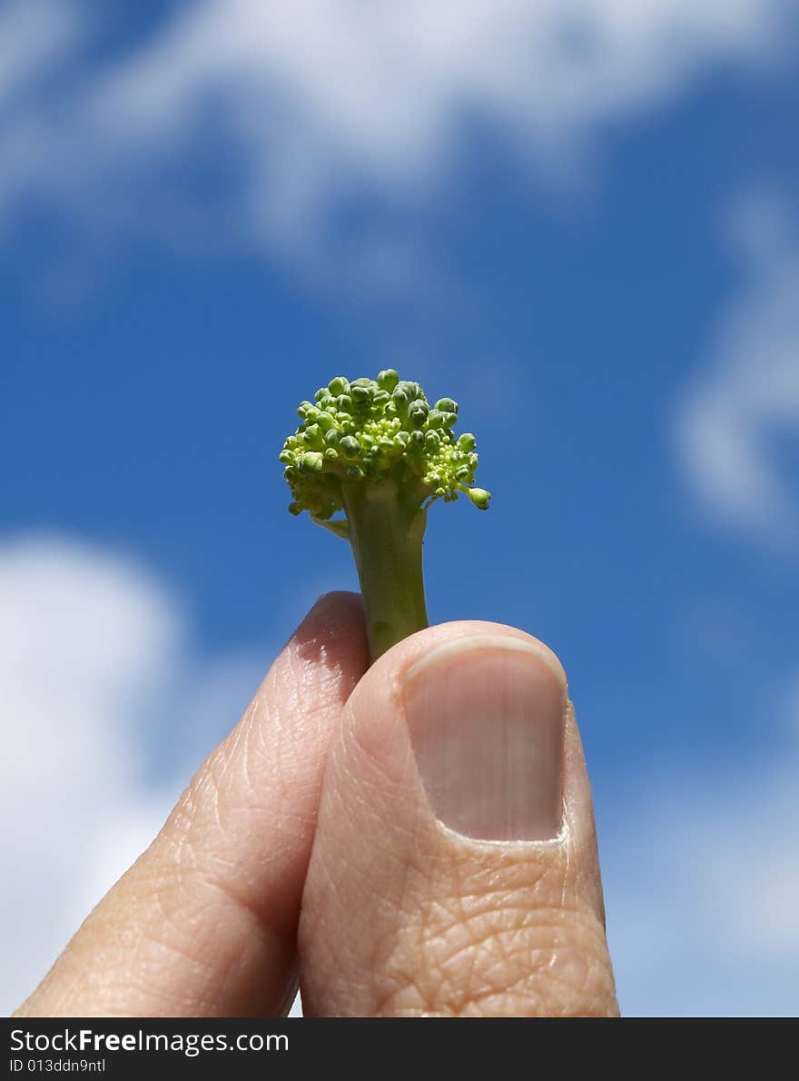 Broccoli held against a summer sky. Broccoli held against a summer sky.