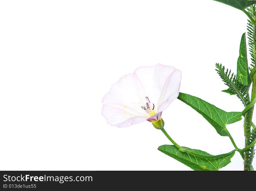 Flowers On White