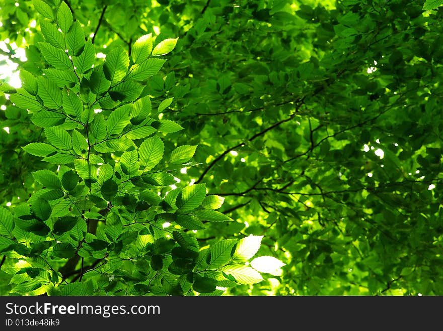 Green leaves background in sunny day