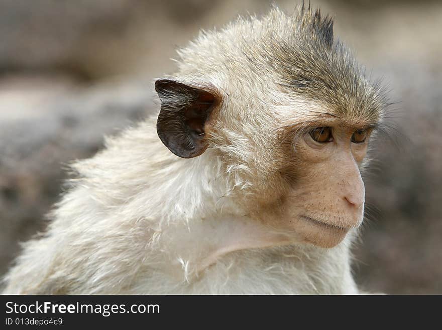 A smart monkey in a historical park at Asia. A smart monkey in a historical park at Asia