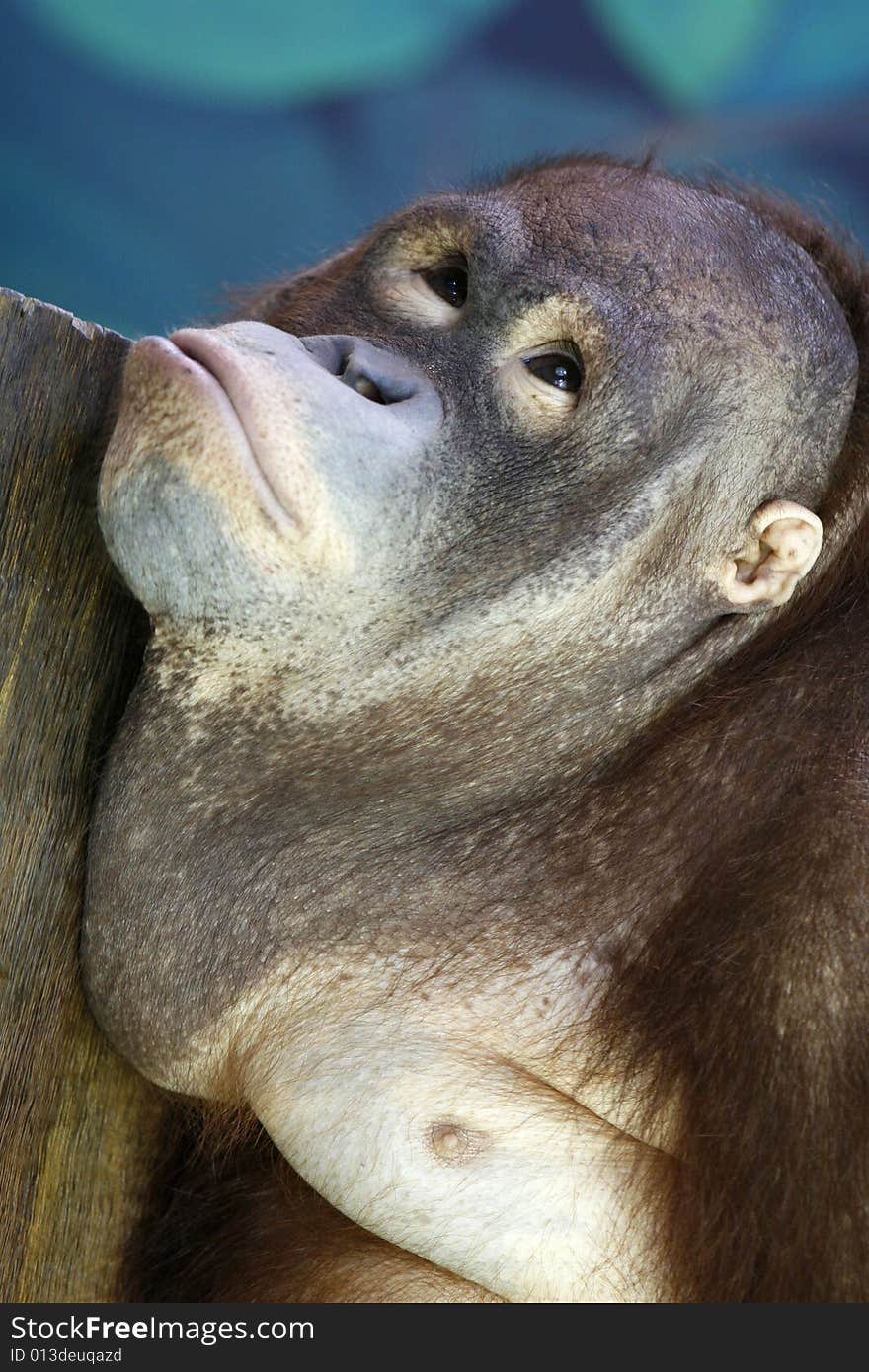 A clever oragotan  in a show at a zoo