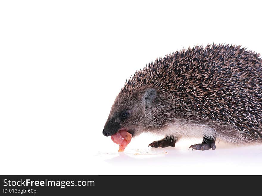 Photo of hedgehog on white background