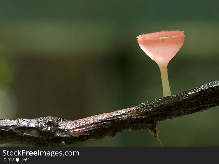 Wineglass Mushroom