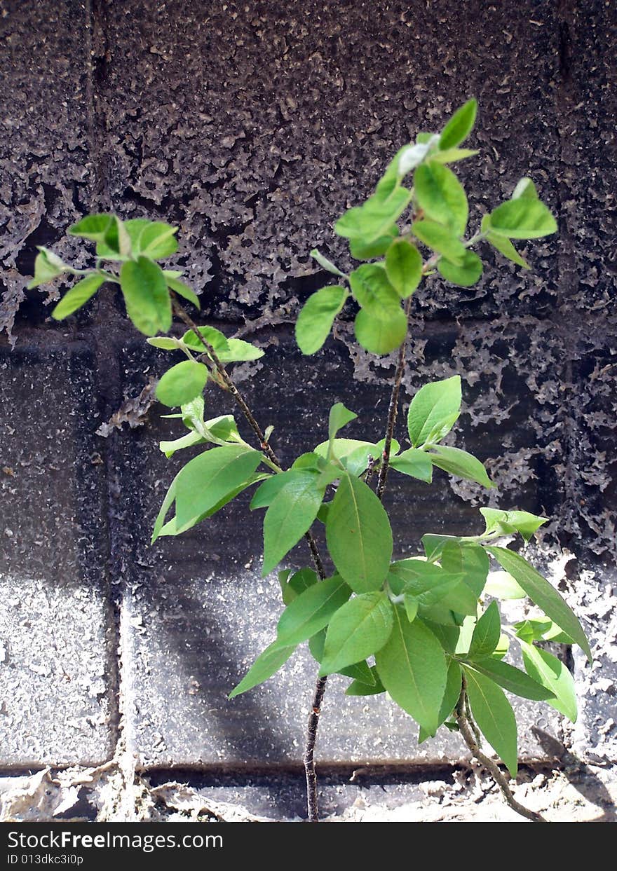 Small green sapling