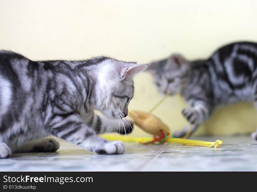 The cute cat . shoot it in the pets shop .