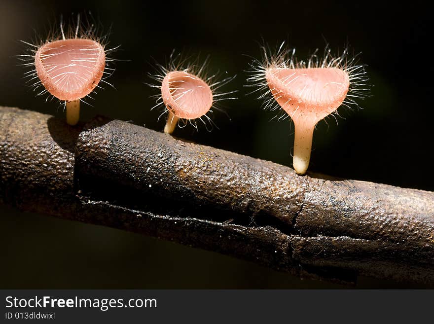 Three wineglass mushrooms