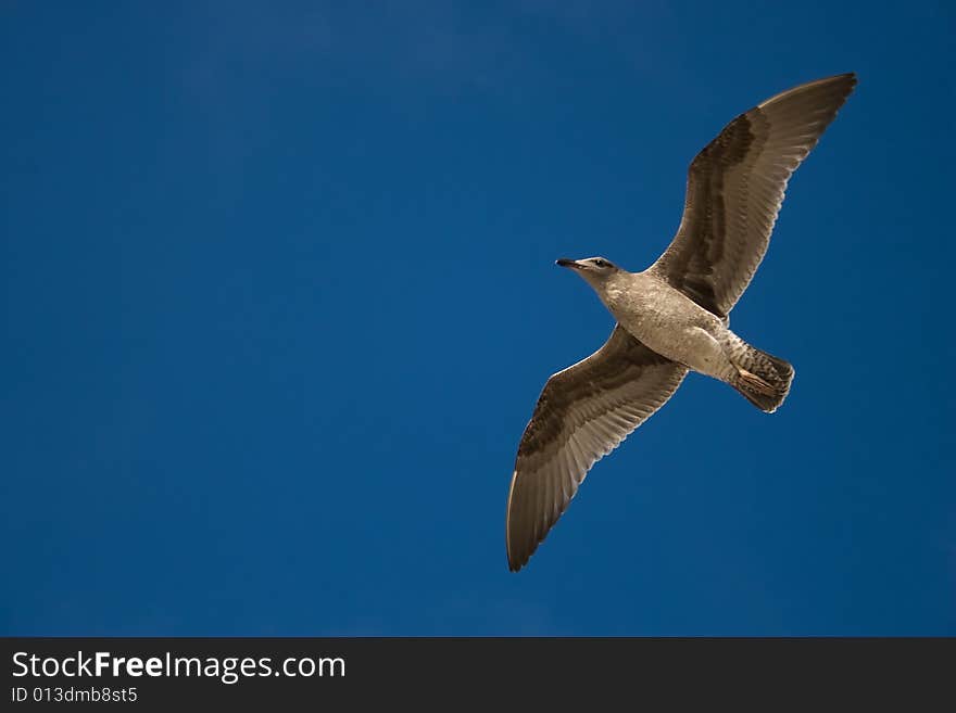 Seagull