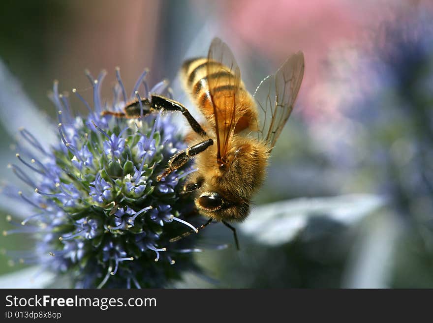 Macro photo with wasp and flower