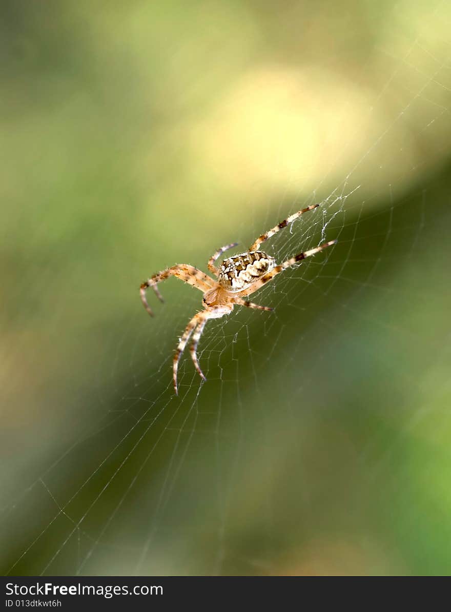 Spider on the web background