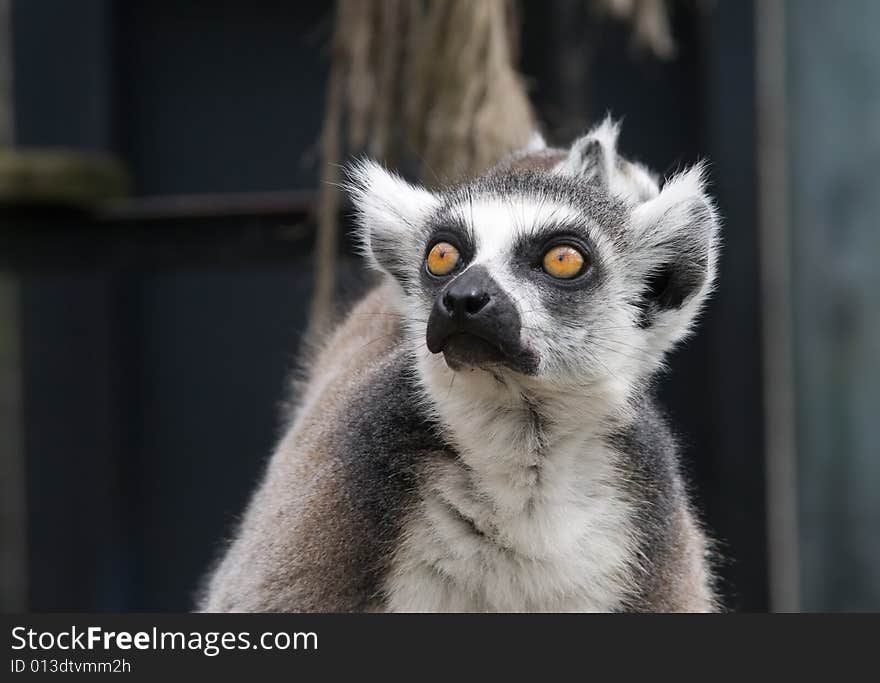 Lemur