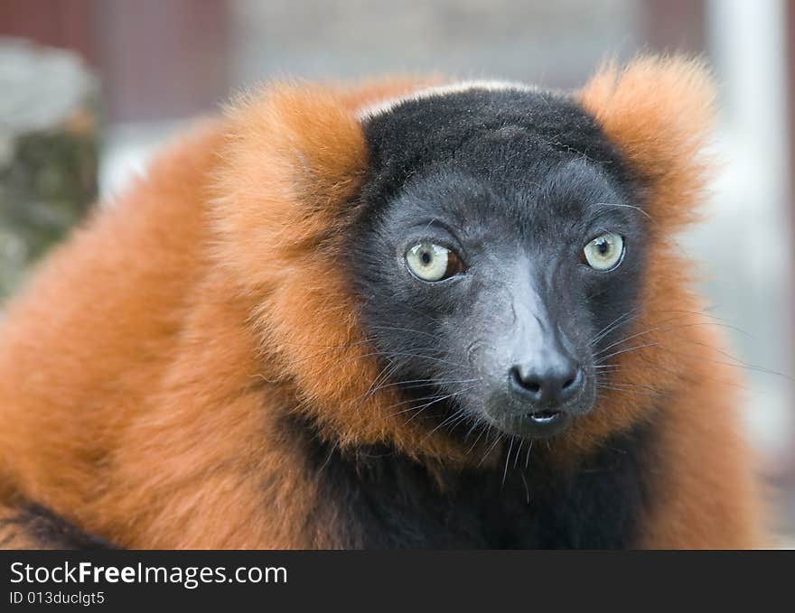 Red lemur