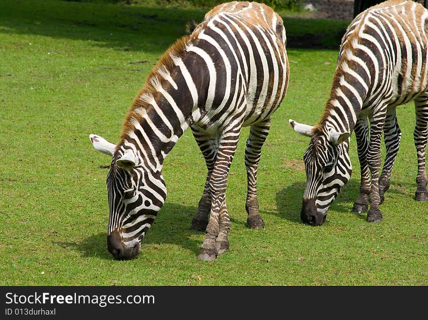 Grazing zebras, striped ponies, safari in zoo, animals in the zoo