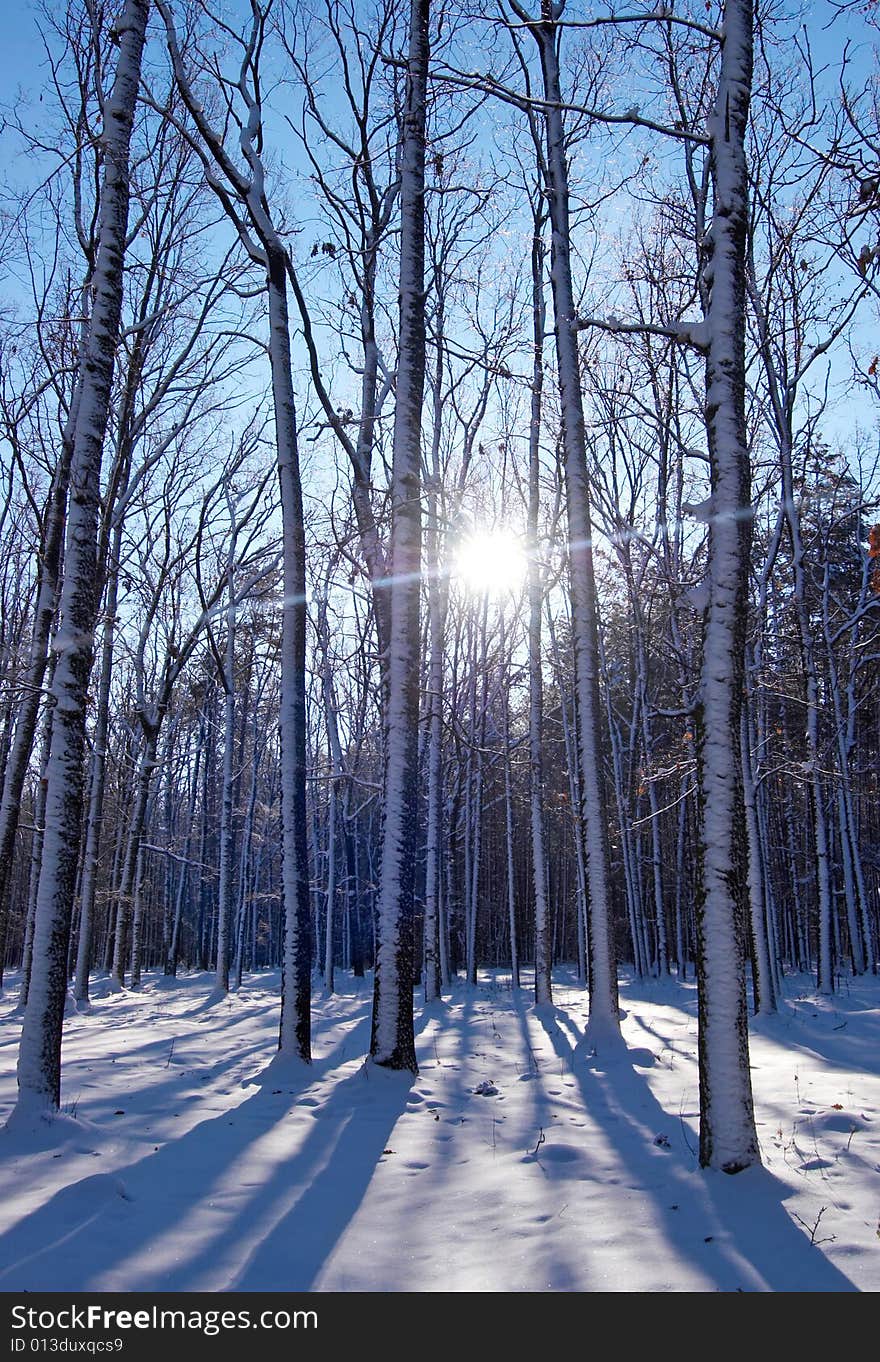 Winter in the park background