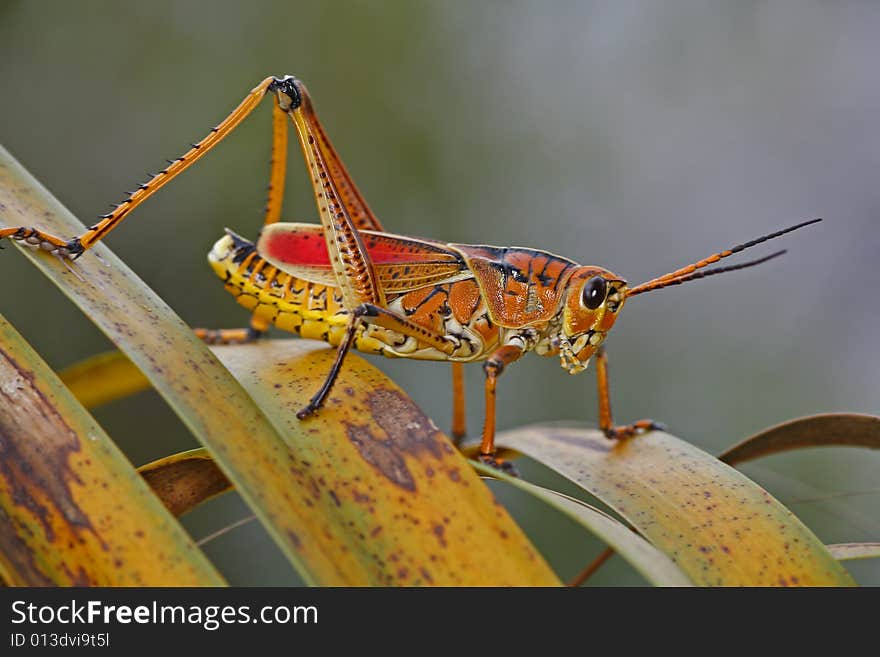 Insect - Grasshopper