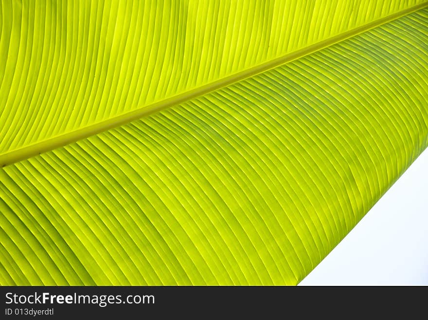 Green macro banana's leaf background