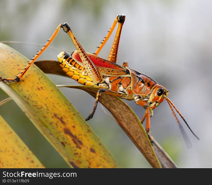 Large grasshopper on palm leaf in Florida