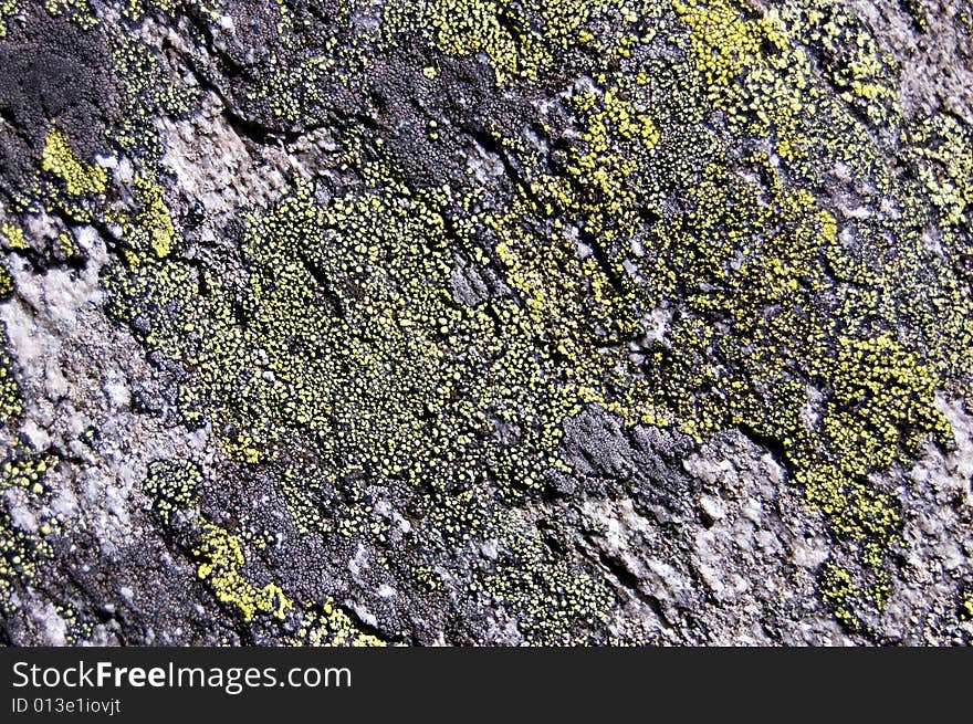 Lichen rock texture