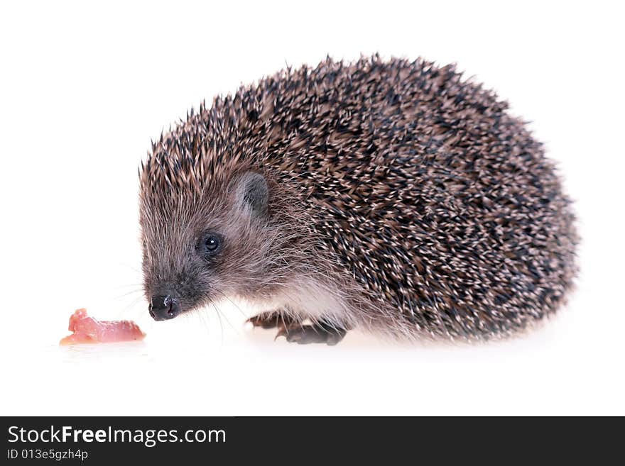 Photo of hedgehog on white background