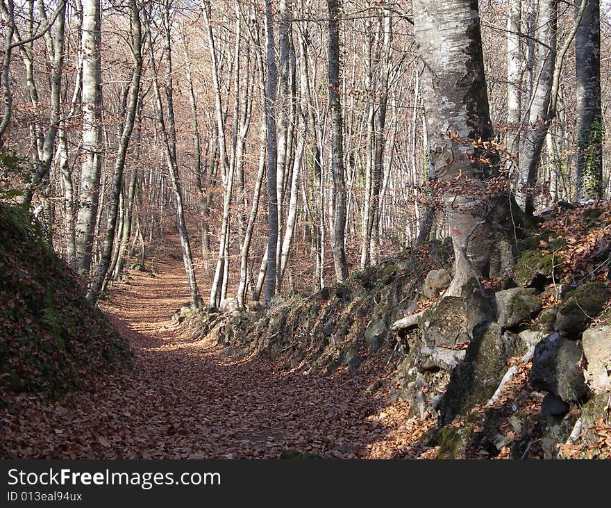 Path that goes onto a forest