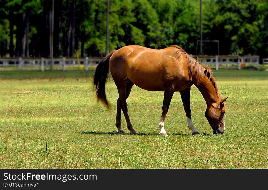 A red mare feeding in pasture. A red mare feeding in pasture