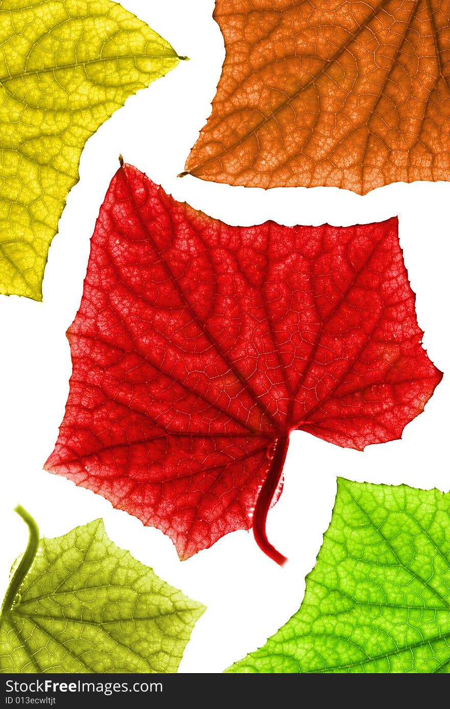 Colorful autumn leaves. Isolated on white background