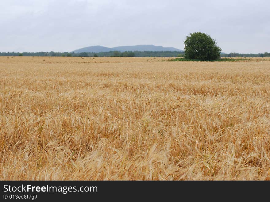 Golden summer landscape Nikon D80. Golden summer landscape Nikon D80