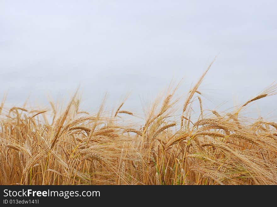 Field of barley at the blue sky. Field of barley at the blue sky