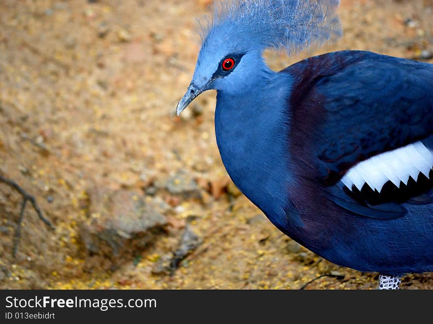 Helmeted guineafowl