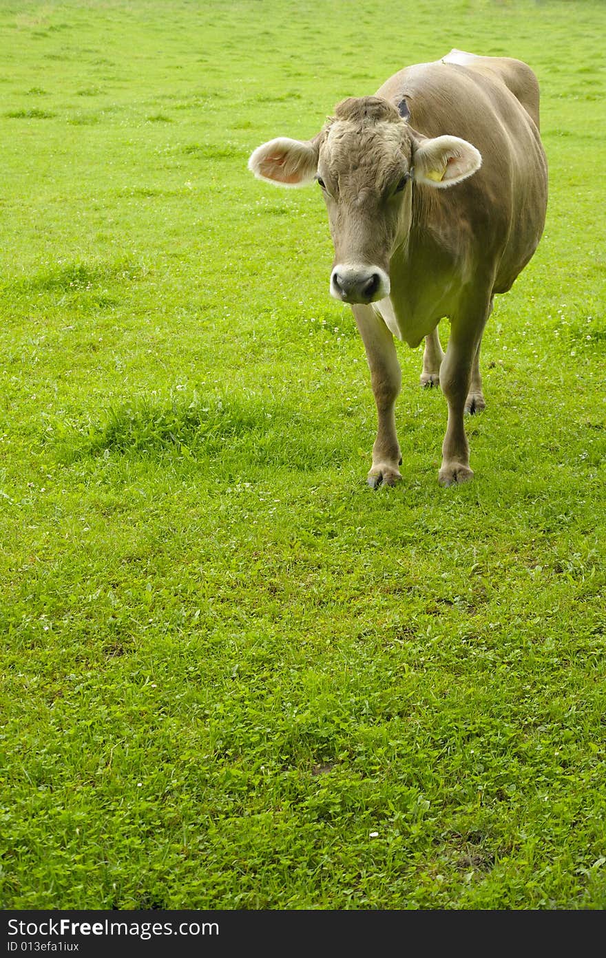 A jersey cow in a pasture at dawn. Space for copy at bottom of image. A jersey cow in a pasture at dawn. Space for copy at bottom of image.