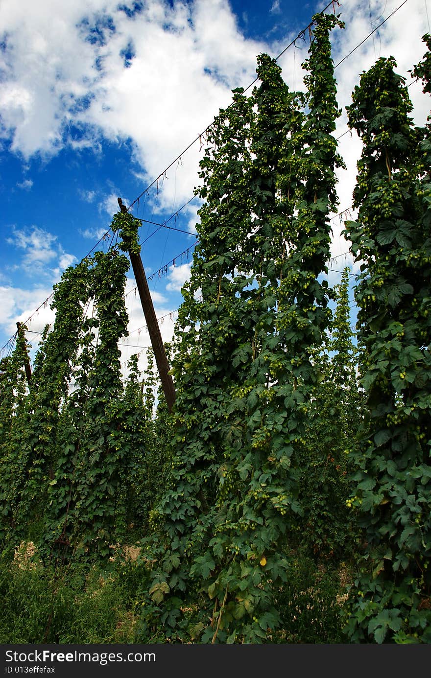 A photo of the hops farm in the Czech Republic. A photo of the hops farm in the Czech Republic.