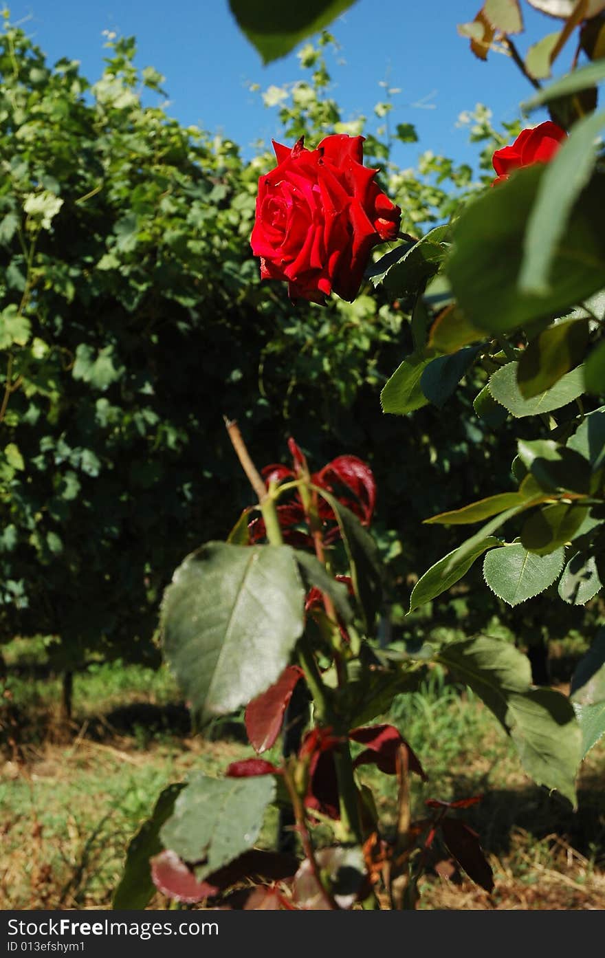 A red rose between the leaves. A red rose between the leaves