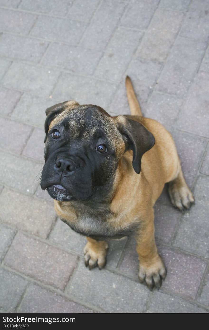 A cute bullmastiff puppy sitting on the gorund. A cute bullmastiff puppy sitting on the gorund.