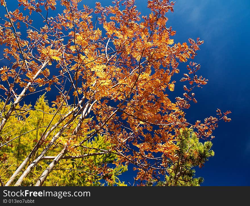 Autumn colors in a bright composition with trees and leaves against a deep blue sky