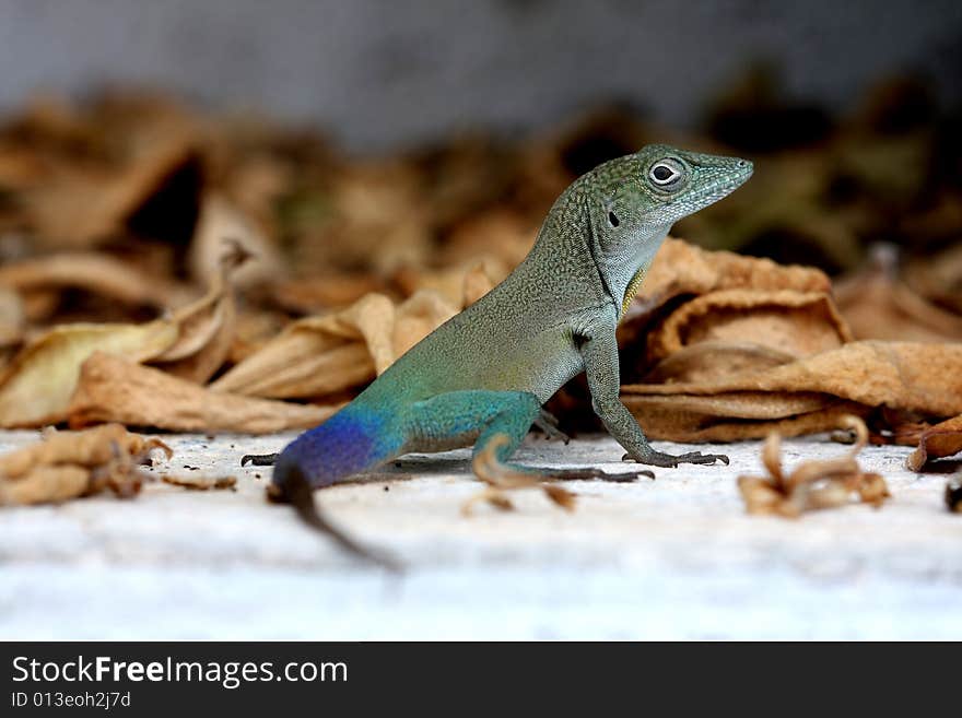 Close up photo with lizard and leaf