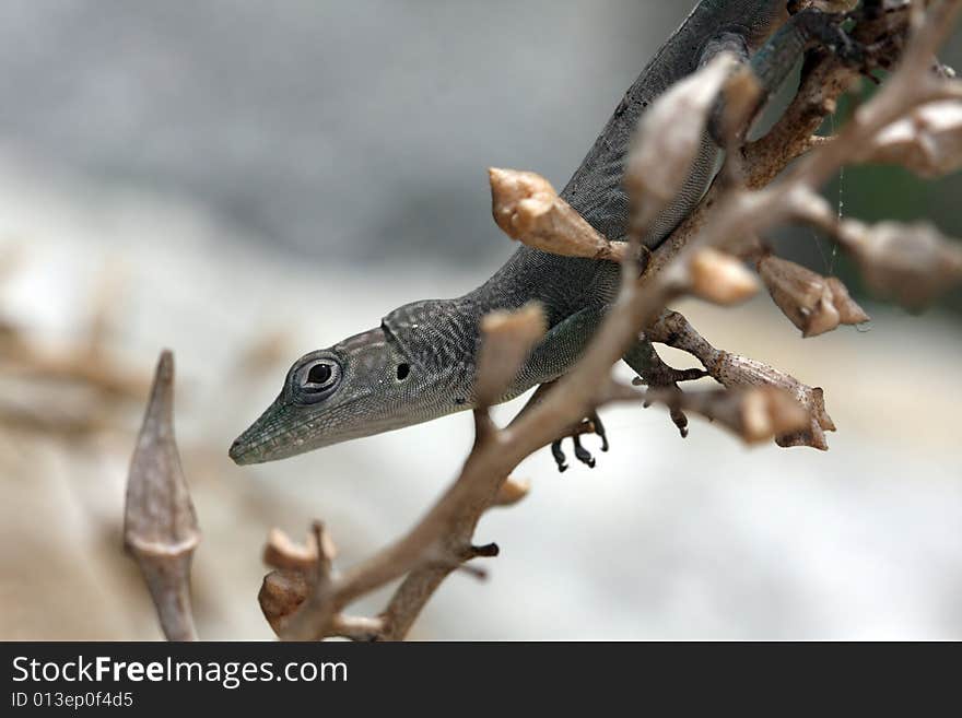 Close up photo with lizard and branch. Close up photo with lizard and branch